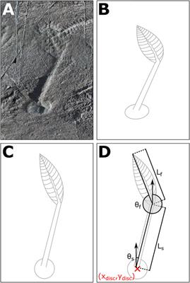 Orientations of Mistaken Point Fronds Indicate Morphology Impacted Ability to Survive Turbulence